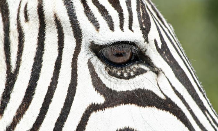 spotted zebra trussville